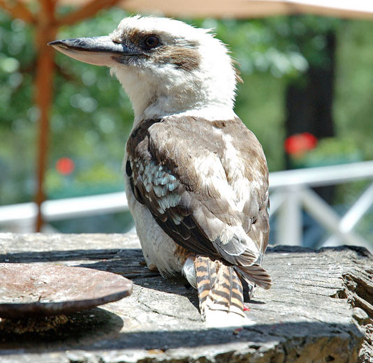 Cheeky kookaburra on the deck