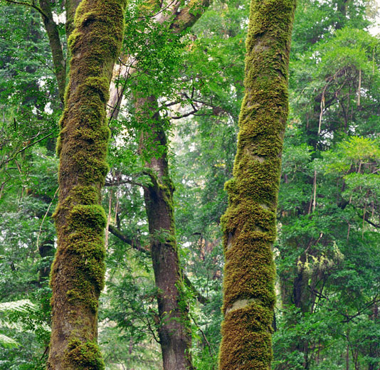 Forest walks through mossy trees